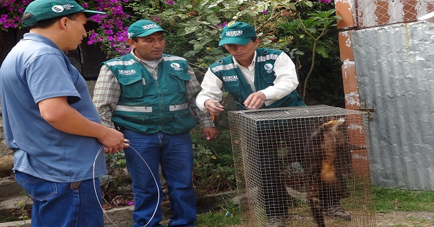 Serfor Ancash incauta varias especies de fauna silvestre en Huaraz