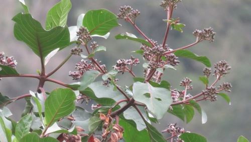 Árbol de la quina: conoce las propiedades medicinales de esta emblemática especie peruana