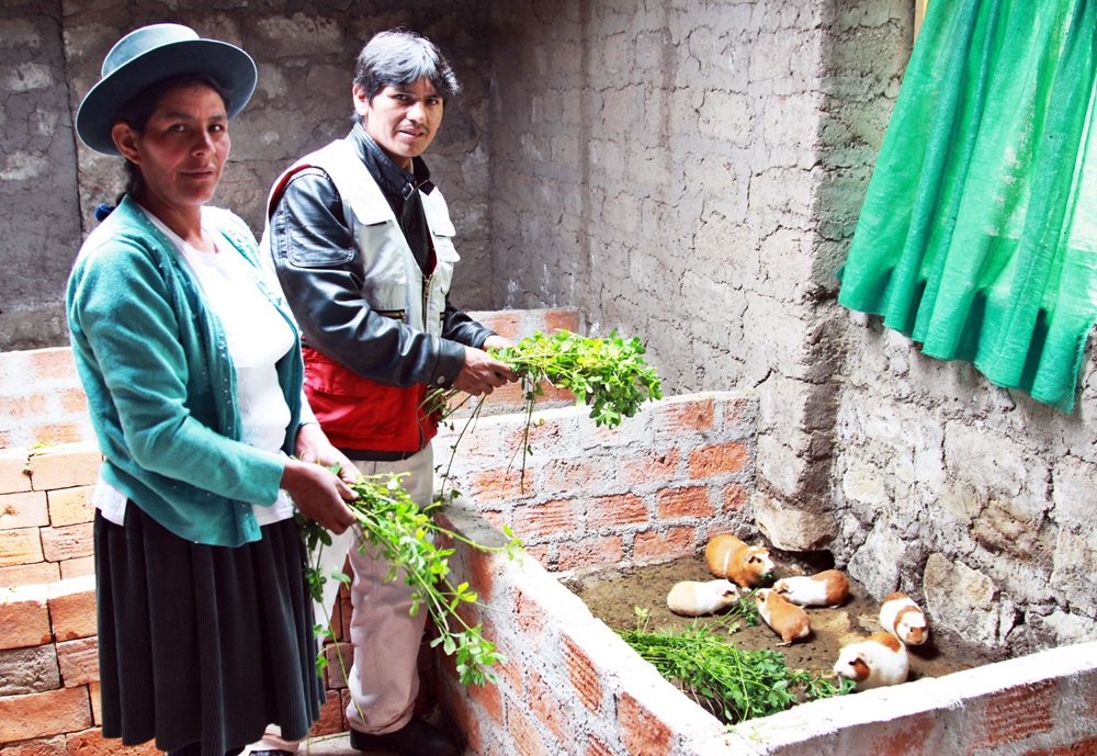 Foncodes: Cerca de 100 mil familias usuarias de Haku Wiñay combaten la anemia y salen adelante con el cuy