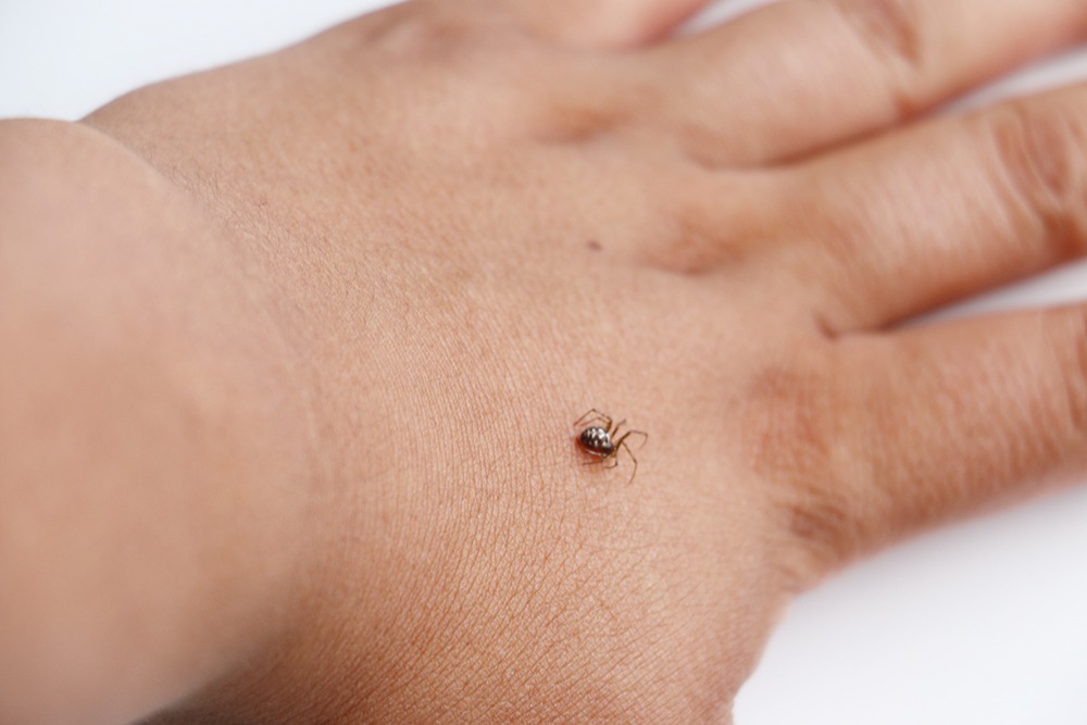 Advierten que mordedura de araña puede ser mortal