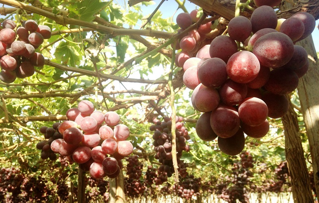 Se incrementa demanda de frutas y hortalizas peruanas en el exterior  