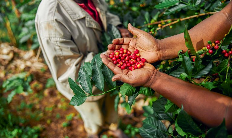 Inacal impulsa la calidad del café peruano con 38 normas técni