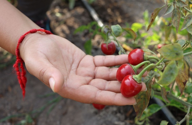 Ajíes del Perú: proyecto impulsa la conservación de este cultivo