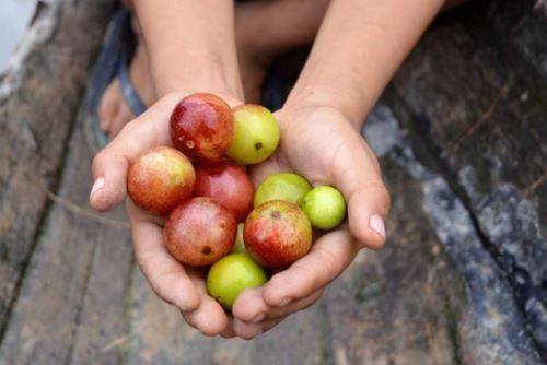 Consume estos frutos amazónicos para reforzar tu sistema inmune
