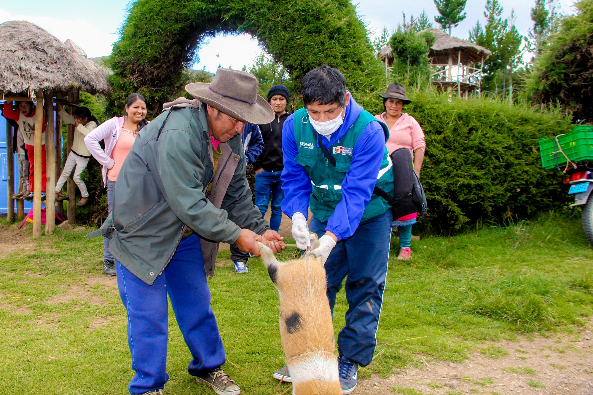 Áncash: Senasa atiende agricultura y ganadería en Huayllabamba