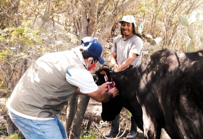 Áncash: identifican ganado con Programa de Desarrollo de Sanidad e inocuidad Agroalimentaria