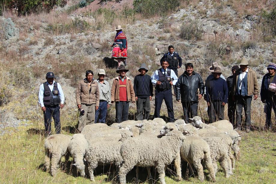 Huaraz: serenazgo de Independencia recupera ganado en Quechca