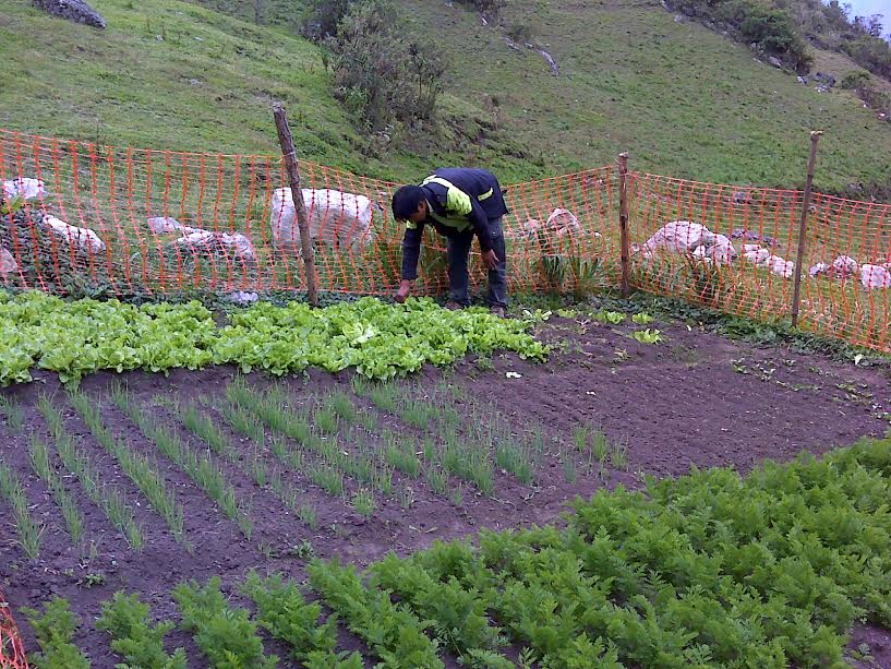 Programa “Haku Wiñay” de Foncodes  atiende a más de 121 mil hogares en todo el país