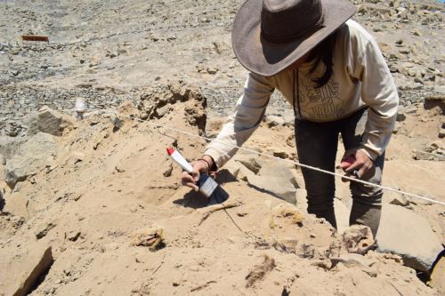Arqueólogos hallan restos óseos de perro enterrado hace 1,000 años en Sechín