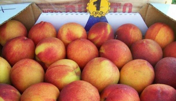 Gran expectativa por I Festival del Melocotón Antonio Raymondi - Raquia 2014