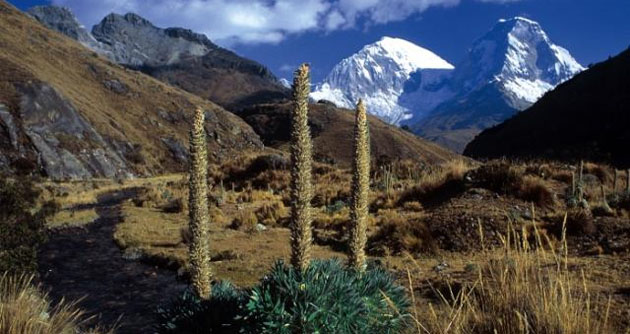 Campesinos reitrán ganado de Parque Nacional Huascarán para proteger área natural