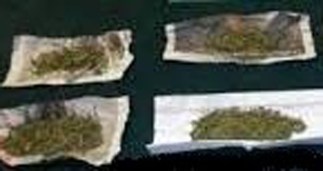 Policía interviene plantaciones de Marihuana en Casma y se enfrenta a balazos contra un productor de droga