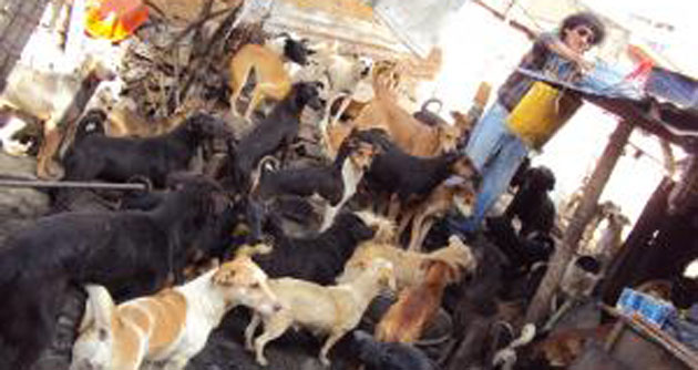 Lanzan campaña de esterilización canina para prevenir enfermedades