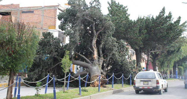 Camión impacta contra árbol y causa congestionamiento vehicular