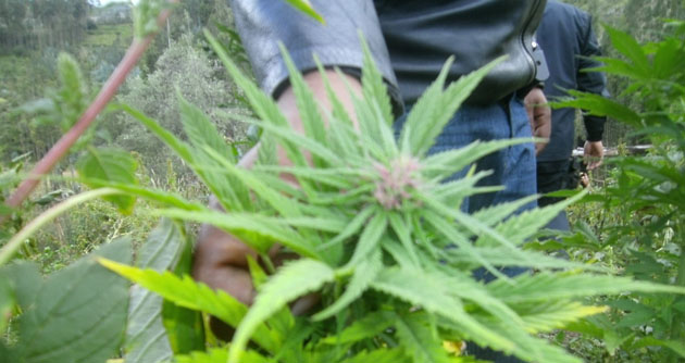 Hallan gran cantidad de droga en marcará provincia de Carhuaz