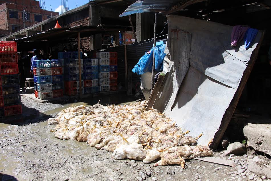 Huaraz: Municipio de Independencia clausuró avícola clandestina tras 15 años de funcionamiento