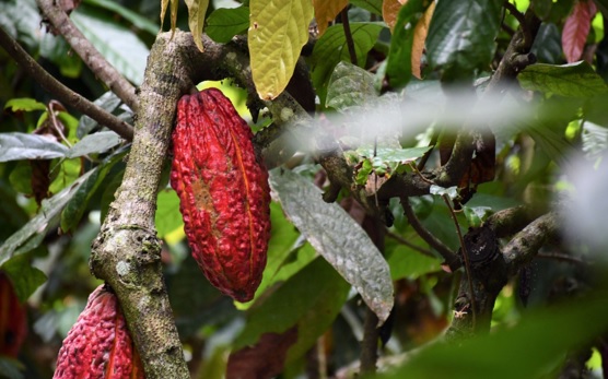 Cacao peruano el "superalimento" estrella latinoamericano brilla en el mercado japonés