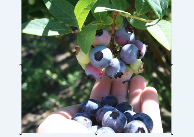 Exportación de arándanos sumó más de US$ 343 millones hasta agosto