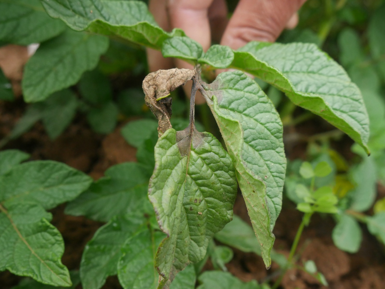 Productores de Pamparomás se capacitan en control de rancha de la papa