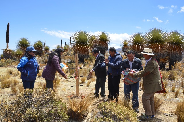 Áncash: Inaigem inaugura parcela de investigación en ecosistemas de Puya
