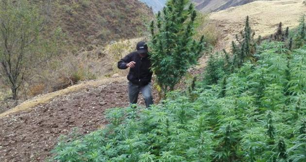 Áncash: más de 26 toneladas de marihuana incautadas por la PNP este año