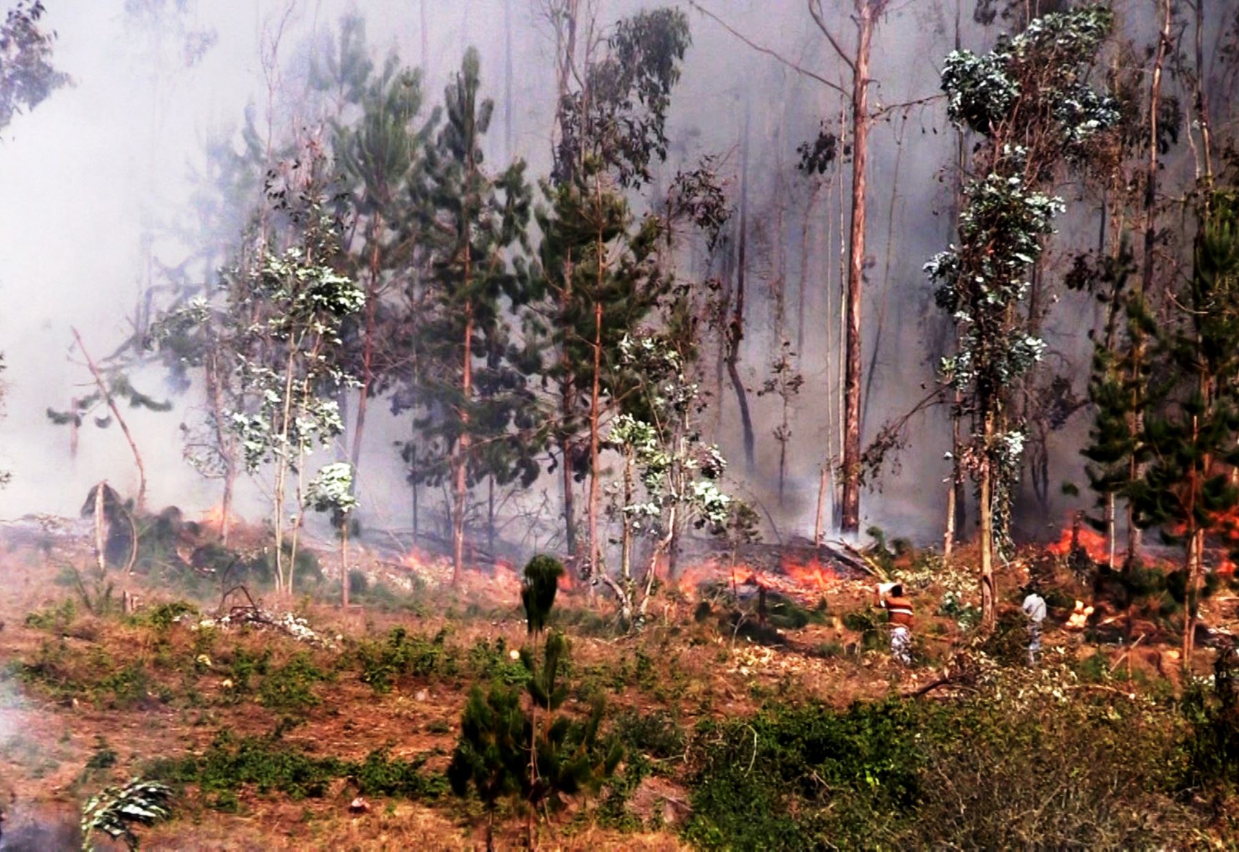 Reportan 20 incendios forestales activos y 29 controlados en 10 regiones