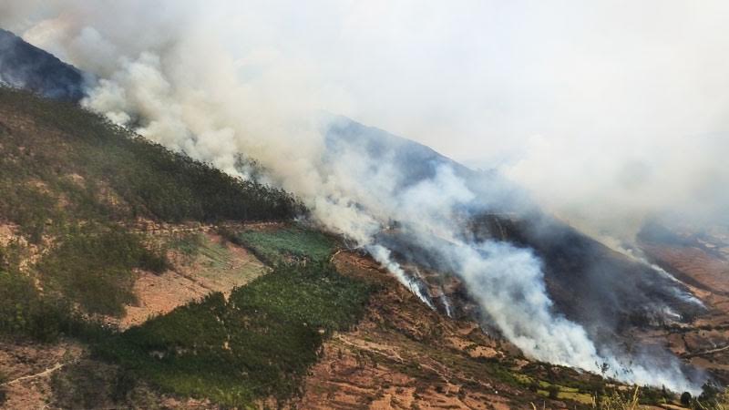 Pallasca: incendio forestal arrasa bosque de eucaliptos