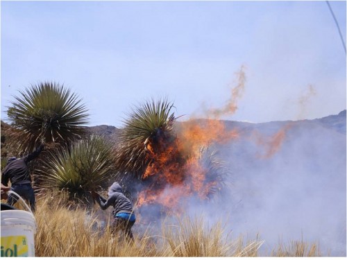  Inescrupulosos habrían provocado incendio en el bosque Puyas Raimondi