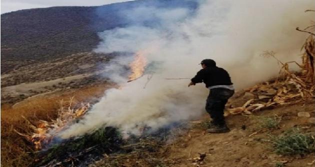 Incineran 1,200 plantones de marihuana y detienen a dos sujetos que cuidaban la droga en Ocros 