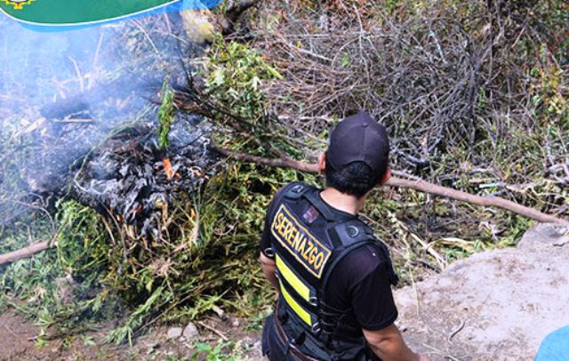 Caraz: más de mil plantaciones de marihuana fueron incineradas en sector Cabina