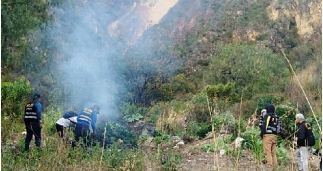 Incineran más de 2 mil 500 plantones de marihuana en la provincia de Sihuas (Áncash)