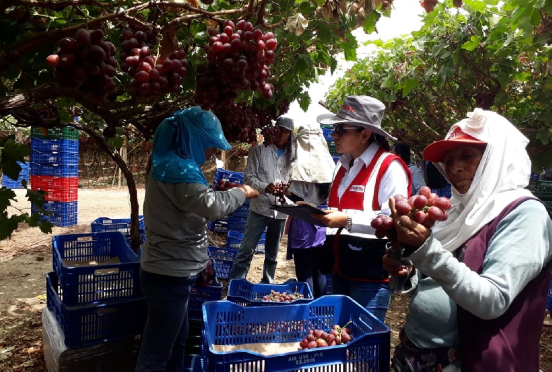 Logran que empresas agroindustriales formalicen a cerca de 5,000 trabajadores