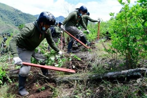 Mininter erradicó 17 laboratorios  ilegales de de elaboración de droga 