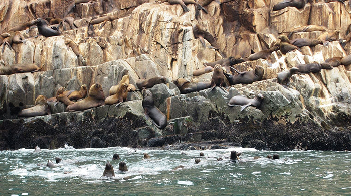 Buceo y lobos marinos en Chimbote: potencial oferta turística en Áncash