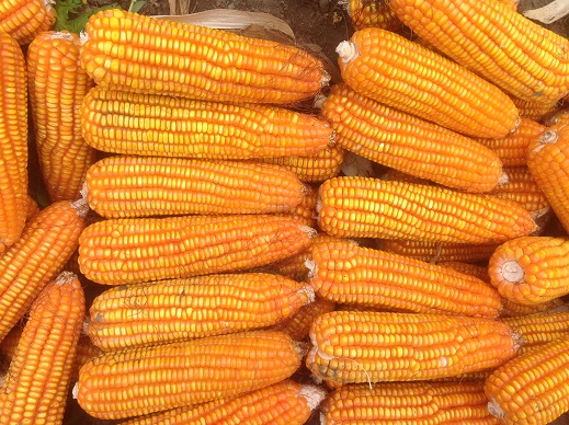 Midagri presenta nueva variedad de maíz amarillo duro con alto valor genético