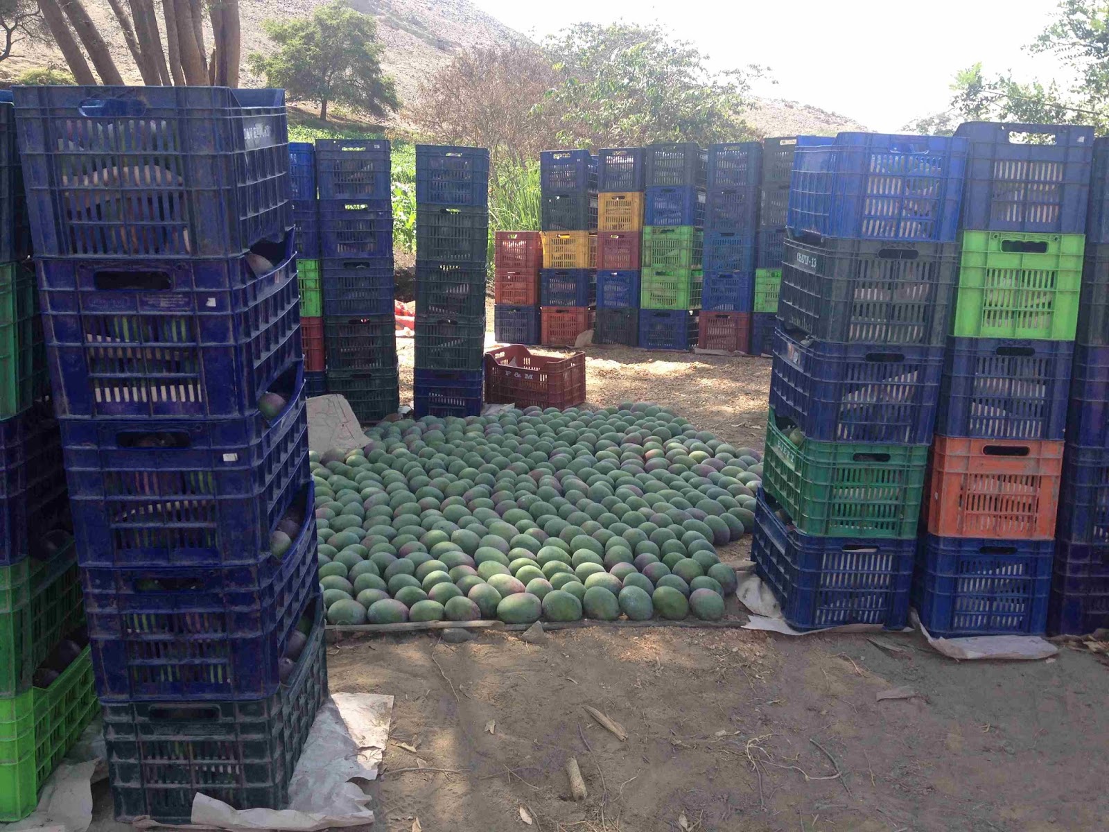 Áncash: futuro expectante para el cultivo del mango 