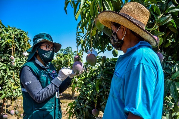 Acciones priorizadas del Senasa seguirán resguardando producción de mango en Áncash