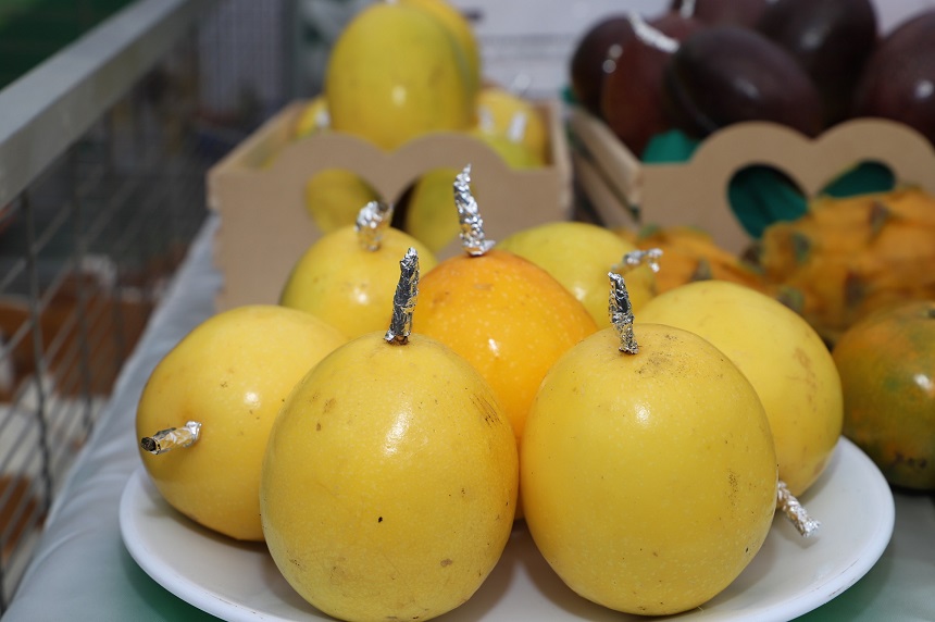 Trabajo público-privado está bien encaminado para lograr semilla ‘élite’ de la maracuyá 