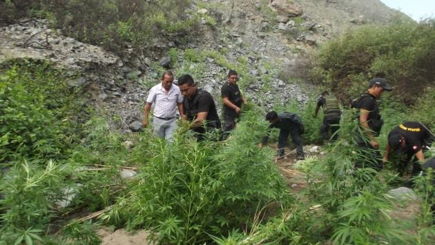  Intervienen miles de plantaciones de marihuana en la provincia de Raymondi