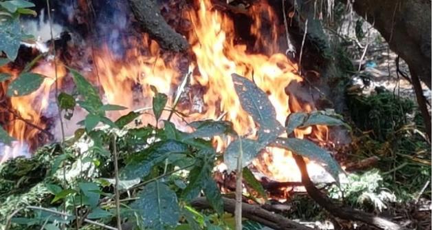 Policía incineró 28 mil 500 plantaciones de marihuana en distrito Cáceres del Perú (Áncash)