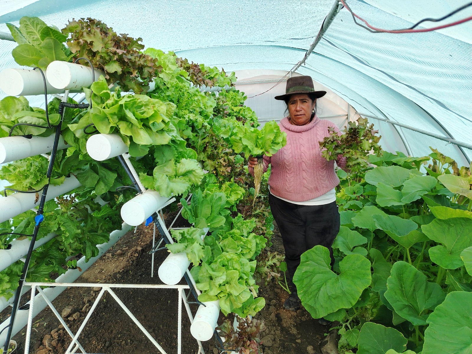Agricultores mejoran su economía con venta de hortalizas con alta calidad genética 