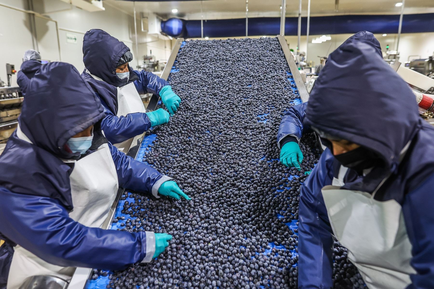 Minería, agroexportación, pesca y servicios son los creadores de empleo en Perú