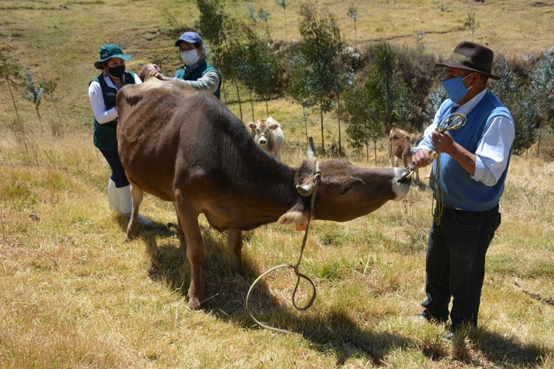 Áncash: MINAGRI realiza monitoreo serológico para descarte de Brucelosis bovina