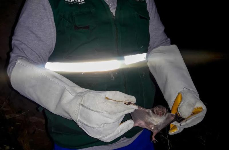 Senasa realiza campaña de control poblacional de murciélagos en Yaután