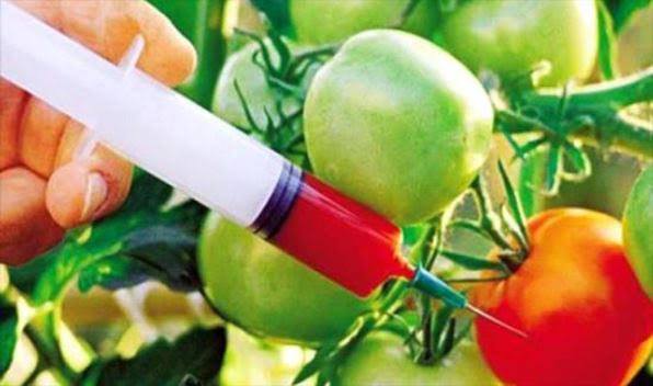 Nuevamente los transgénicos