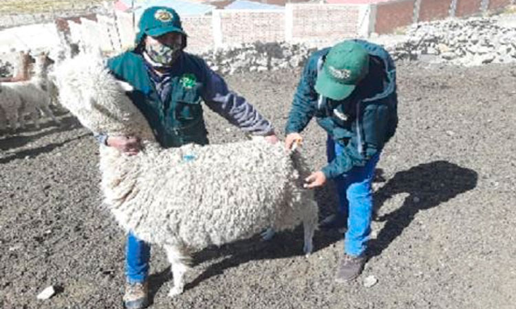 Agro Rural atendió a más de 1.8 millones de cabezas de ganado durante el 2020