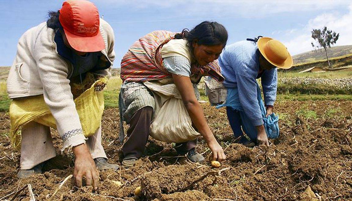 Oficializan subsidio monetario de S/ 760 para más de un millón de hogares rurales 