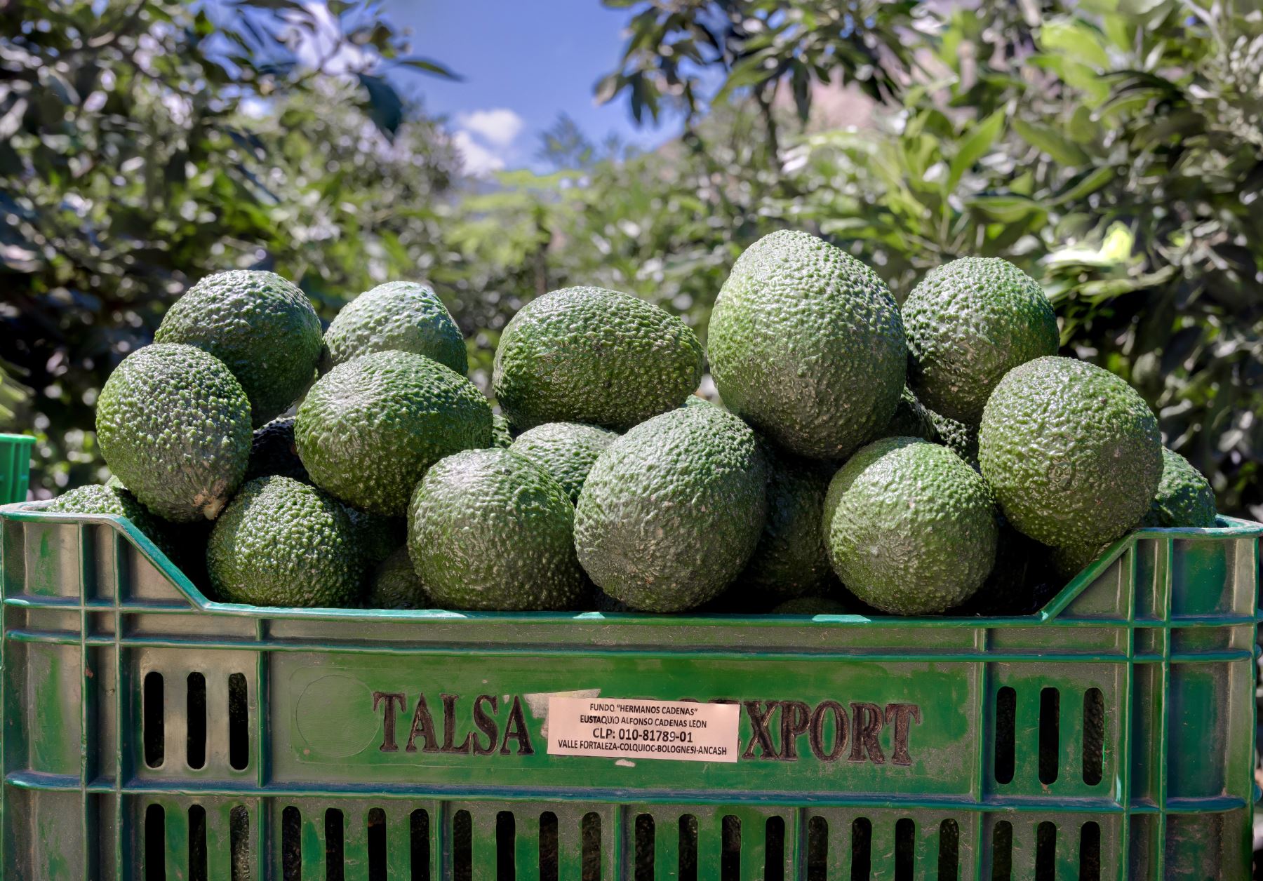 Áncash: palta Hass se convierte en producto estrella 