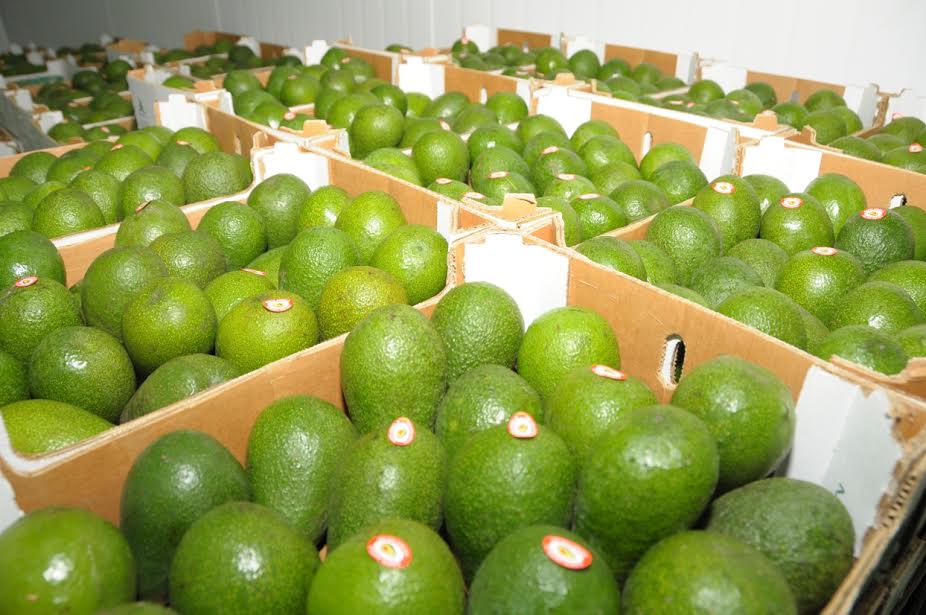 Exportación de palta peruana sigue creciendo por cuarto año consecutivo