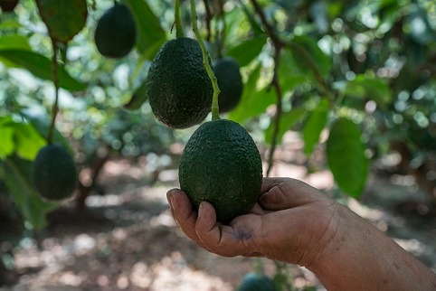     Inician investigación molecular para producir plantas de algodón y palto con alto valor genético